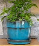 Blue Glazed Pot with Saucer