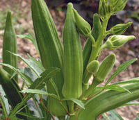 SESE: Okra: Cajun Jewel Seeds