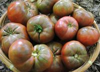 SESE: Tomato: Cherokee Purple Seeds