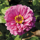 Giant Purple Zinnia Seeds