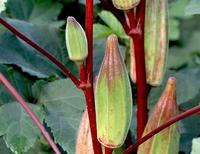 SESE: Okra: Hill Country Heirloom Red Seeds