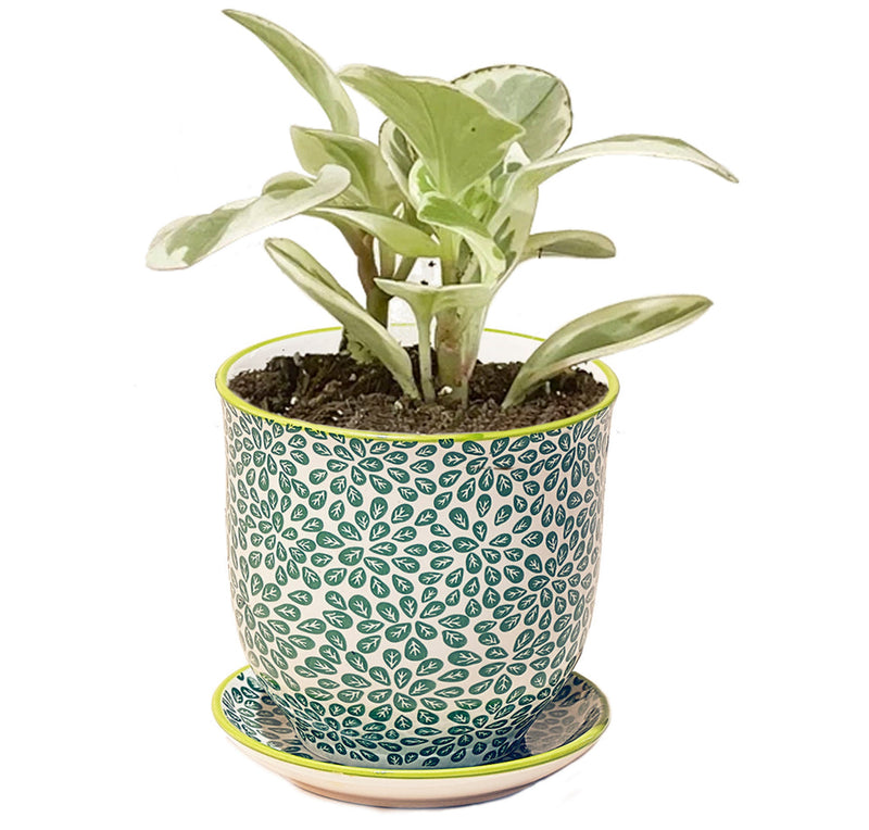 Liberte Pot with Saucer - Green Leaves 2 - 3.25"