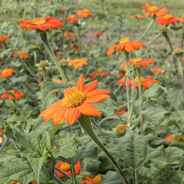 Mexican Sunflower Seeds