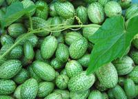 SESE: Cucumber: Mexican Sour Gherkin Seeds