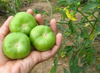 SESE: Tomatillo: Cisineros Grande Seeds