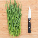 Microgreen Seeds: Wheatgrass Shoots - 3oz