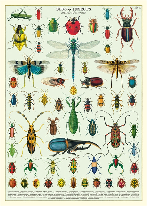 Cavallini Poster: Bugs & Insects