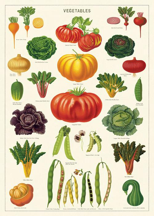 Cavallini Poster: Vegetable Garden
