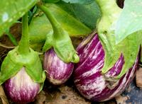 SESE: Eggplant: Listada De Gandia Seeds