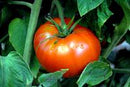 SESE: Tomato: OTV Brandywine Seeds