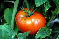 SESE: Tomato: OTV Brandywine Seeds