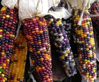 SESE: Corn: Cherokee Long Ear Small Seeds