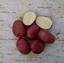 Seed Potato - Red Prairie - 1lb