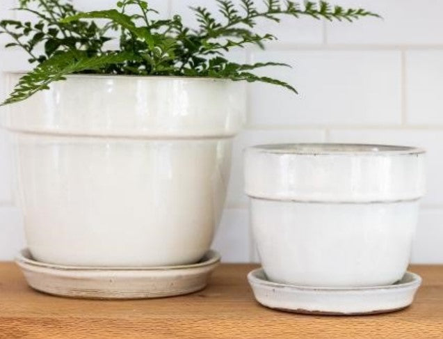 Standard Glazed Pot with Saucer - Cream - 5"