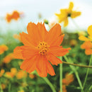 Cosmos Bright Lights Blend Seeds