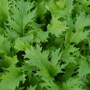HM: Mizuna Seeds