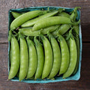 Pea: Sweet Gem Sugar Snap Pea Seeds