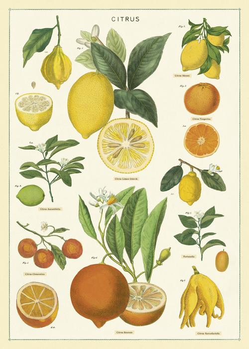 Cavallini Poster: Citrus