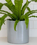Cylinder Pot - Matte Gray - 7"