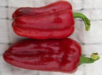 SESE: Pepper: Marconi Seeds
