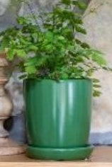 Bell Pot with Saucer-Matte Green-4.75 in