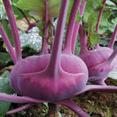 Kohlrabi: Azur Star Seeds