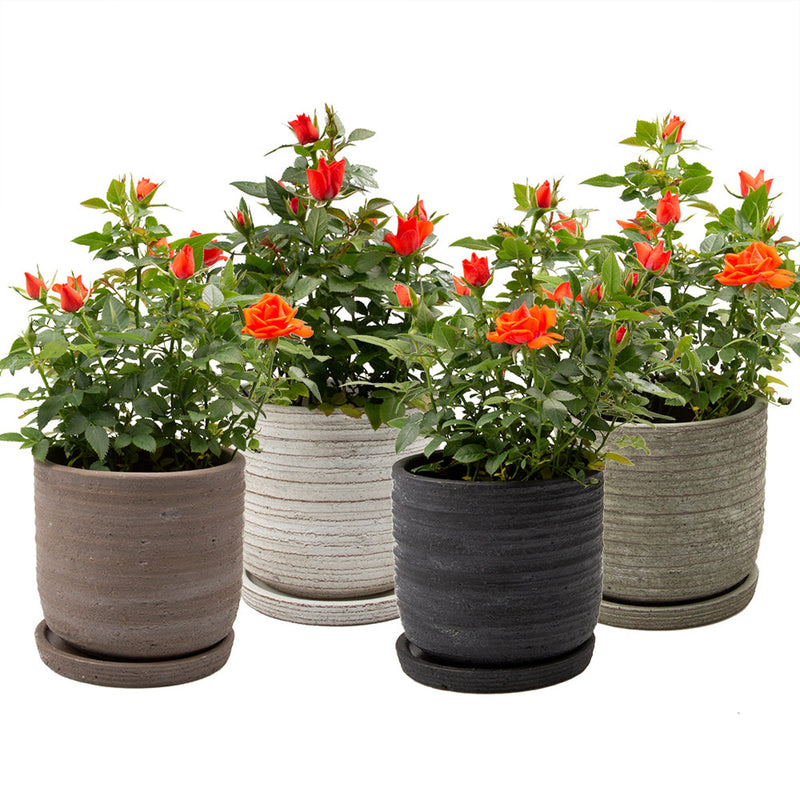 Paul Pot and Saucer - Assorted - 5"