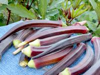 SESE: Okra: Burgundy Seeds