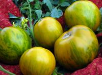 SESE: Tomato: Green Zebra Seeds
