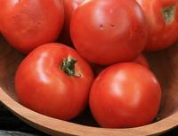 SESE: Tomato: Heinz 1350 VF Seeds