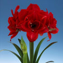 Amaryllis Cherry Nymph Single Bulb