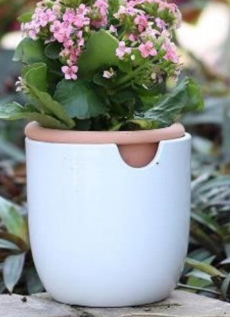 Self-Watering Egg Planter - White - 8"