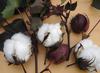 Red Foliated White Cotton Seeds