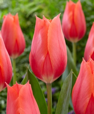 Tulip Late 'Temple of Beauty' Single Bulb