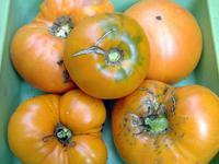 SESE: Tomato: Persimmon Seeds