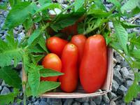 SESE: Tomato: San Marzano Seeds