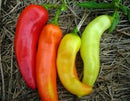 SESE: Pepper: Sweet Banana- Long Sweet Hungarian Seeds