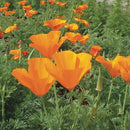 California Orange Poppy Seeds