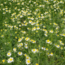 Herb: Chamomile Seeds