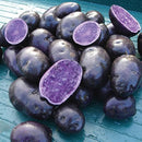 Seed Potato - Purple Majesty - 1 lb