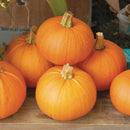 Pumpkin: New England Pie Seeds