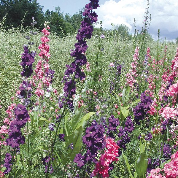 Larkspur Galilee Blend Seeds