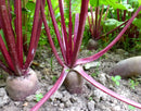 Beet: Cylindra Seeds