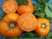 SESE: Tomato: Yellow Brandywine Seeds