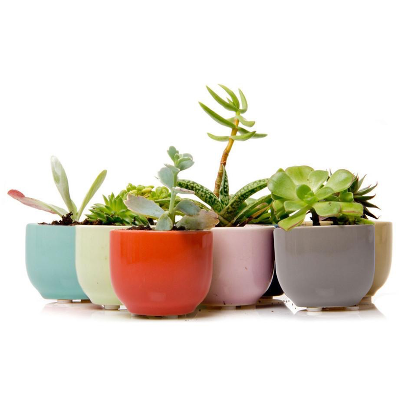 Succulent Cup - Assorted - 1.75 in
