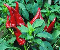 SESE: Pepper: Hungarian Paprika Seeds
