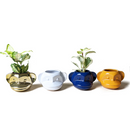 Funky Monkey Planter - Assorted - 3 in