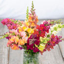 Flower: Lion's Mouth Blend Snapdragon Seeds