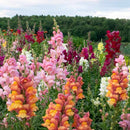 Flower: Lion's Mouth Blend Snapdragon Seeds