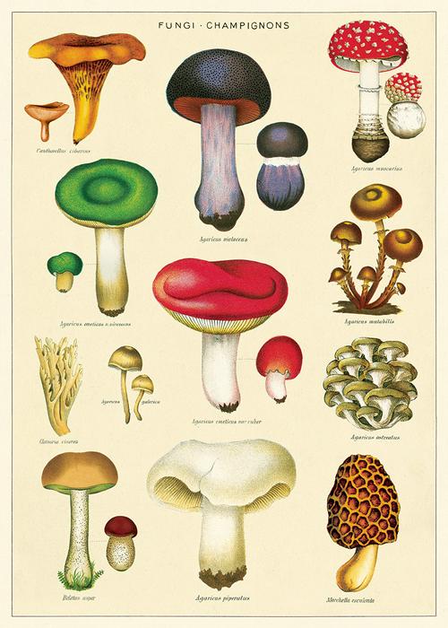 Cavallini Poster: Mushrooms